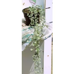 Pázsitszulák Dichondra