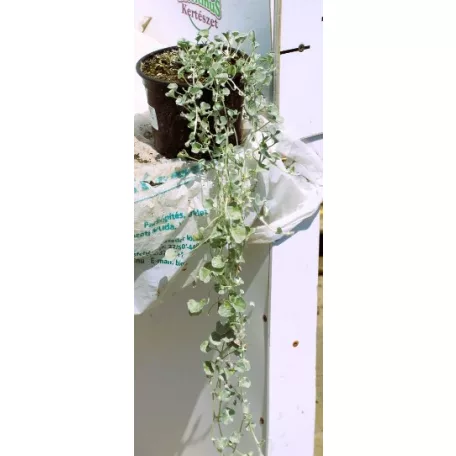 Pázsitszulák Dichondra
