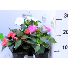 Nebáncsvirág (Pistike) Impatiens Sunpatiens 