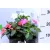 Nebáncsvirág (Pistike) Impatiens Sunpatiens 