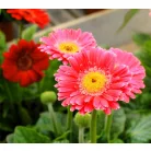 Gerbera 19-es KISS