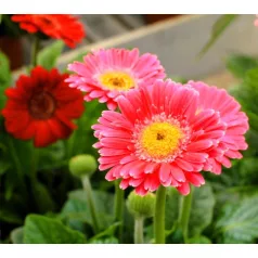 Gerbera 19-es KISS