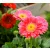 Gerbera 19-es KISS