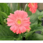 Gerbera 19-es KISS
