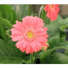 Gerbera 19-es KISS