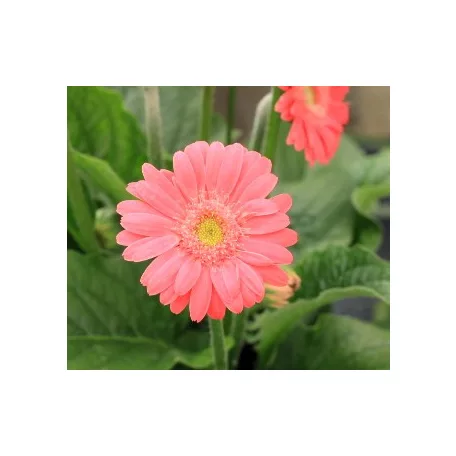Gerbera 19-es KISS
