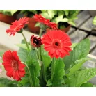 Gerbera 19-es KISS