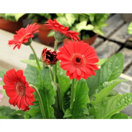 Gerbera 19-es KISS
