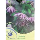 Iszalag Clematis Pink Surprise