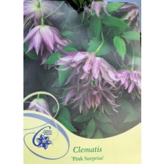 Clematis Pink Surprise Iszalag