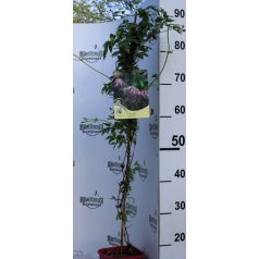 Iszalag Clematis Pink Surprise