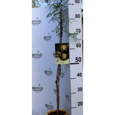 Iszalag Clematis Lambton Park