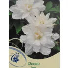 Iszalag Clematis Isago