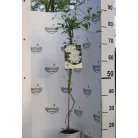 Iszalag Clematis Isago