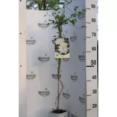Iszalag Clematis Isago