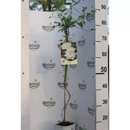 Iszalag Clematis Isago