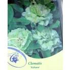 Iszalag Clematis Kohana