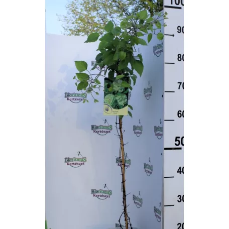 Iszalag Clematis Kohana