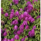 Iszalag Clematis Coustance