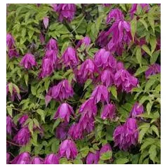 Iszalag Clematis Coustance