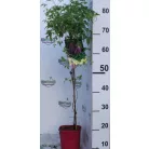 Iszalag Clematis Coustance