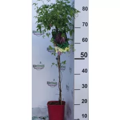 Iszalag Clematis Coustance