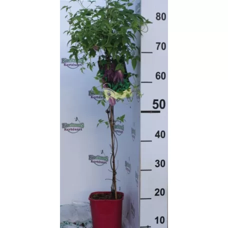 Iszalag Clematis Coustance