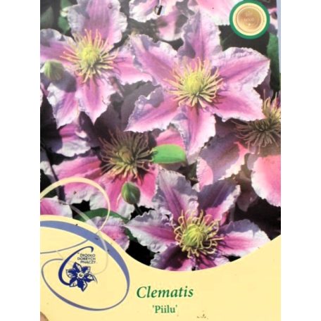 Hibrid Iszalag Clematis Pilu