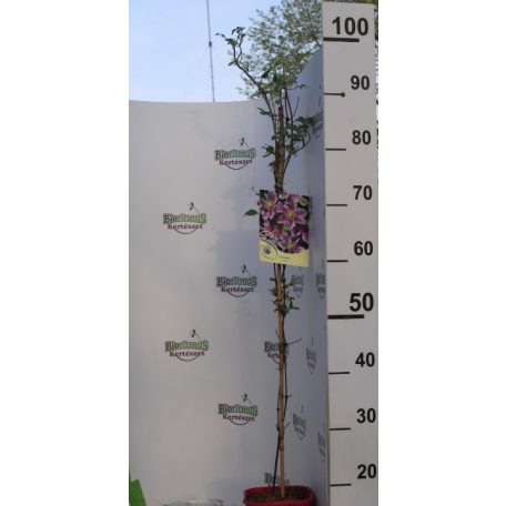 Kerti iszalag Clematis Piilu