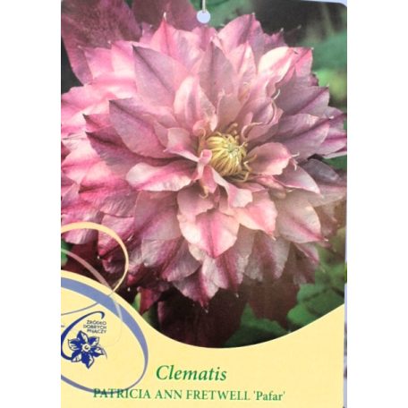 Iszalag Clematis Patricia Ann Fratwell Pafar