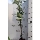 Iszalag Clematis Sen-no-kaze