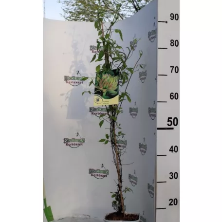 Iszalag Clematis Sen-no-kaze
