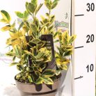 Sárga-tarka levelű japán kecskerágó Euonymus jap. Marieke 20-30cm