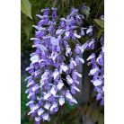 Lilaakác (kékeslila) Wisteria sinensis 'Prolific' 80-100 cm