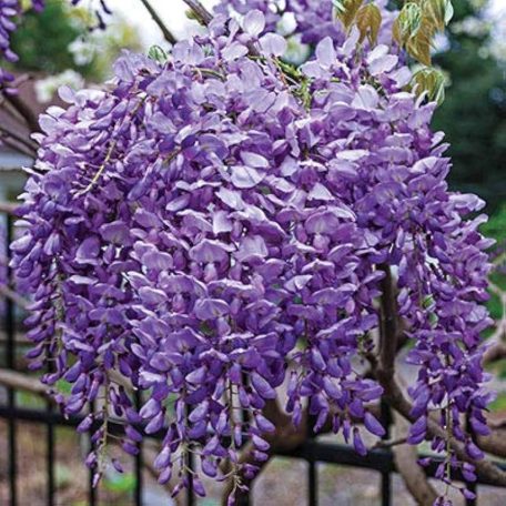 Lilaakác Wisteria macrostachya 'Blue Moon' 80cm