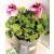 Angol muskátli Pelargonium grandiflorum 20/+cm