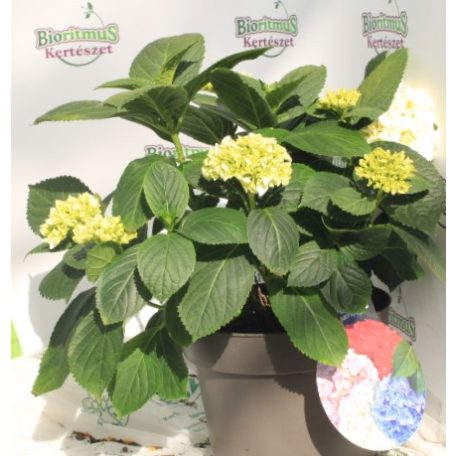 Kerti hortenzia Hydrangea macrophylla 'Kleiner Winterberg'  30cm
