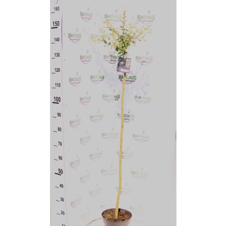 Tarkalevelű japán fűz Salix integra 'Hakuro Nishiki' TM120cm