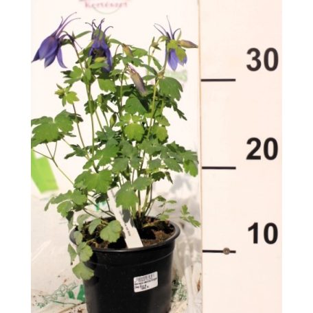 Harangláb Aquilegia caerulea 'Kirigami Deep Blue and White' 