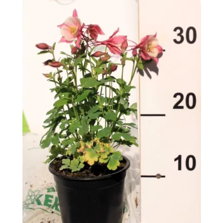 Harangláb Aquilegia caerulea 'Kirigami Rose and Pink' 