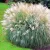 Kínai virágosnád (Japánfű, Molnárpántlika) Miscanthus sinensis Adagio 15 cm cserép