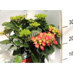   Kerti hortenzia Hydrangea macrophylla 'Hot Red' 30cm