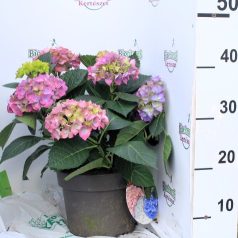 Kerti hortenzia Hydrangea macr. Jip 40cm