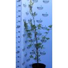 Bíbor, oszlopos hibrid tölgy Quercus x bimundorum 'Crimson Spire' = Crimschmidt 125/+cm