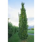 Bíbor, oszlopos hibrid tölgy Quercus x bimundorum 'Crimson Spire' = Crimschmidt 125/+cm
