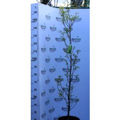   Oszlopos hibrid tölgy Quercus x warei 'Regal Prince'  125/+cm