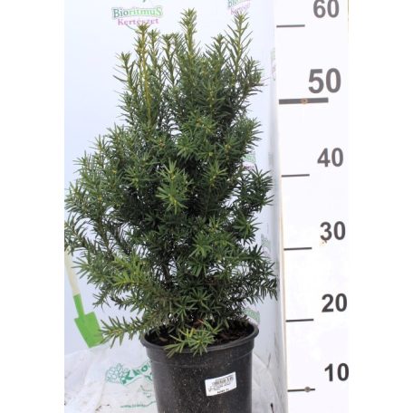 Oszlopos tiszafa termős Taxus media 'Hicksii'  40-50cm