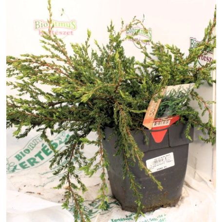 Közönséges boróka Juniperus communis Repanda 20cm