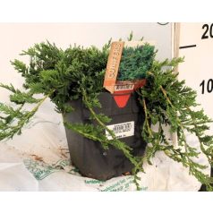 Henyeboróka Juniperus horizontalis wiltonii  20cm