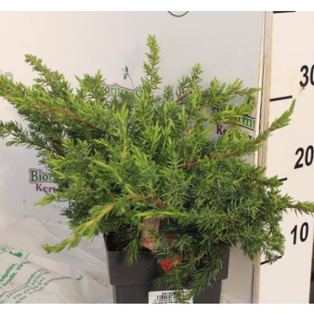 Juniperus conferta 'Schlager' Terülő fövenyboróka  20cm